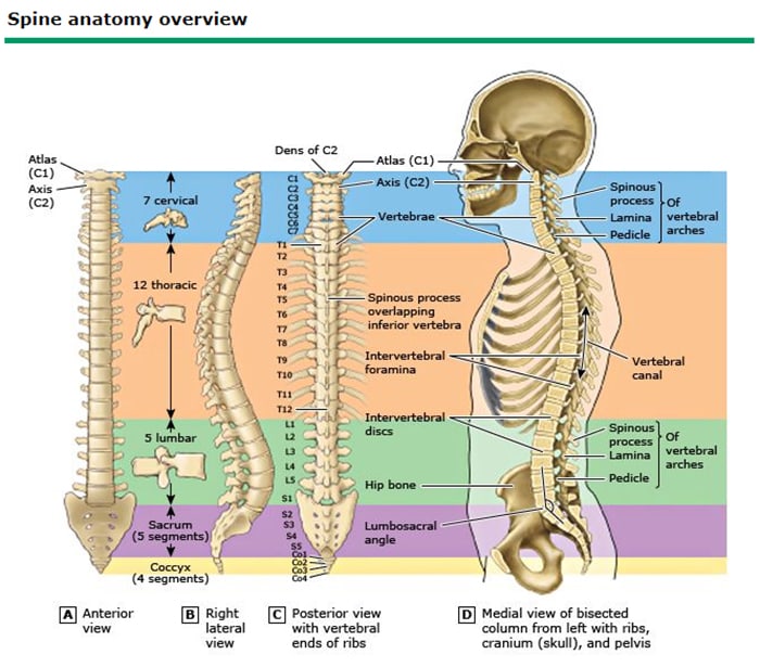 vertebrae anatomy